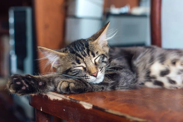 Niedliche Bengal Kätzchen Katze Liegt Auf Dem Alten Holzstuhl Hause — Stockfoto