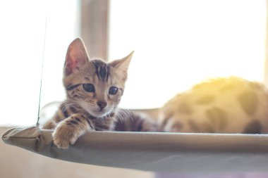 Kediciğin penceresinde yatıp odayı izleyen sevimli Bengal kedisi. Penceredeki kedi için güneşli koltuk.