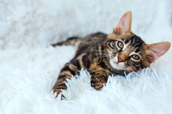 Liten Träkol Bengal Kitty Ligger Den Vita Bakgrunden Kopiera Utrymme — Stockfoto