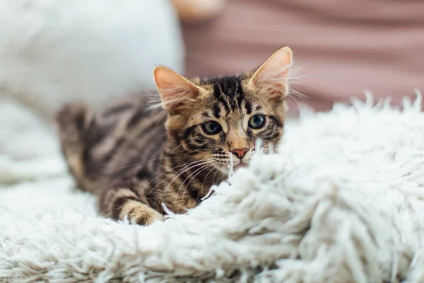 Little Charcoal Longhair Bengal Kitty Laying White Blanket — Stock Photo, Image