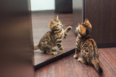 Küçük sevimli, meraklı Bengal kedicik. İçerideki bir wogardın aynasına bakıyor.