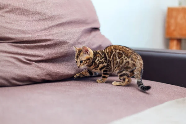 Cute Bengal Kotek Gra Kanapie Pomieszczeniach — Zdjęcie stockowe