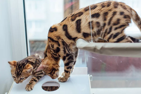 Dois Gatinhos Bengala Dourados Bonitos Brincando Cama Janela Gato Peitoril — Fotografia de Stock