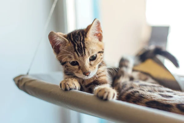 Gatinho Bengala Bonito Deitado Cama Janela Gato Assistindo Quarto Assento — Fotografia de Stock