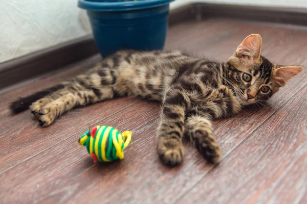 Cute Curioso Carvão Bengala Gatinho Que Coloca Com Brinquedo Chão — Fotografia de Stock