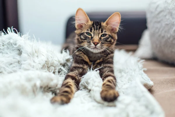 Petit Chaton Bengale Long Poil Charbon Posé Sur Couverture Blanche — Photo