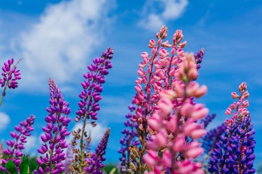 Çiçek açan Lupine çiçekleri - Lupinus polyphyllus - bahçe ya da bitki yemi. Gökyüzü arkaplanındaki Lupine.