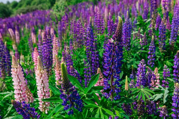 Campo Flores Lupine Florescendo Lupinus Polyphyllus Jardim Planta Forrageira Pinheiros — Fotografia de Stock