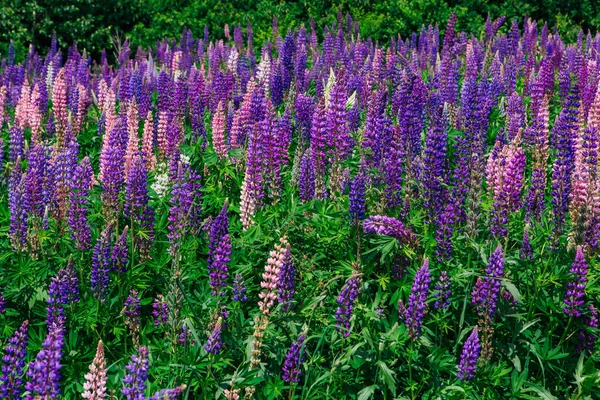 Campo Flores Lupine Florescendo Lupinus Polyphyllus Jardim Planta Forrageira Pinheiros — Fotografia de Stock