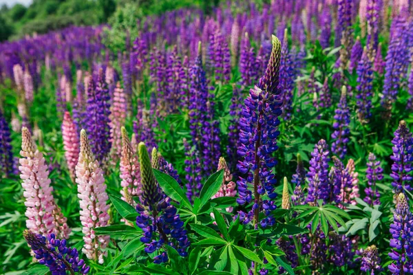 Pole Kvetoucích Květin Lupine Lupinus Polyphyllus Zahrada Nebo Pícniny Fialové — Stock fotografie