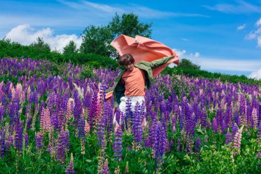 Yeşil ceketli uzun boylu yakışıklı bir adam lupin çiçekleri tarlasında duruyor pembe bir bezle, doğanın güzelliğini emrediyor. Mor ve pembe lupinlerle çevrili bir adam..