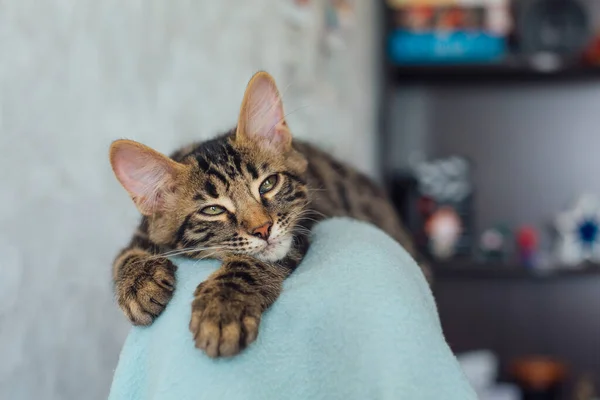 Närbild Liten Träkol Longhair Bengal Kitty Ryggstödet Fåtölj Täckt Med — Stockfoto