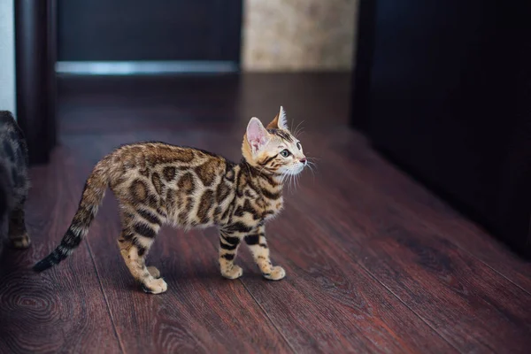 Cute Curious Bengal Kitty Cat Playing Floor Home — Stock Photo, Image