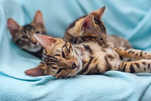 Три Бенгальские Кошки Лежали Отдыхали Синем Фоне — стоковое фото