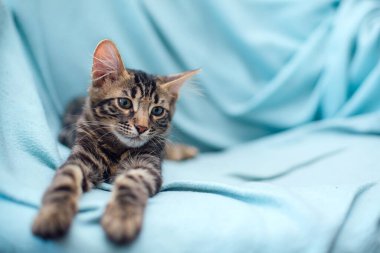 Küçük kömür Bengal kedisi mavi arka planda uzanıyor ve dinleniyor..
