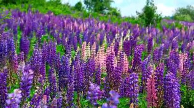Çiçek açan Lupinus polifillus tarlası. Bahçe ya da bitki yemi.