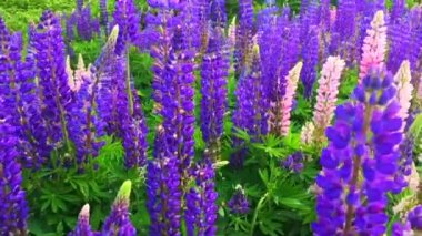Lupineler arasında gidip geliyorum. Çiçek açan Lupinus polifillus tarlası. Bahçe ya da bitki yemi.