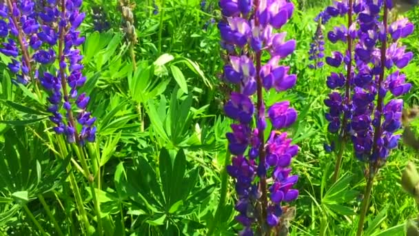 Un calabrone su fiori di lupino su un campo di fiori di lupino in fiore - Lupinus polyphyllus - pianta da giardino o da foraggio — Video Stock