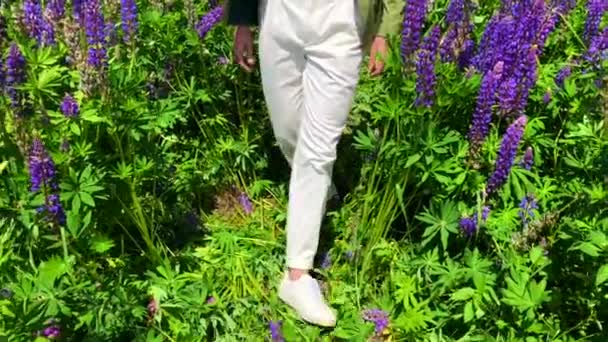 Πόδια ενός ψηλού όμορφου άντρα που περπατάει στο λιβάδι με τα λούπινα λουλούδια — Αρχείο Βίντεο