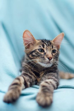 Küçük kömür Bengal kedisi mavi arka planda uzanıyor ve dinleniyor..