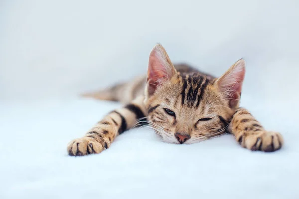 Μικρή Γάτα Της Βεγγάλης Ξαπλωμένη Στο Λευκό Φόντο Αντιγραφή Χώρου — Φωτογραφία Αρχείου