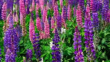 Çiçek açan Lupinus polifillus tarlası. Bahçe ya da bitki yemi.