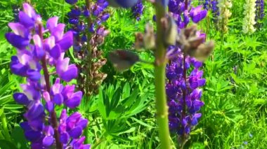 Lupine çiçeklerinin çiçek açtığı bir tarlada Lupinus polifillus bahçesinde yaban arısı.