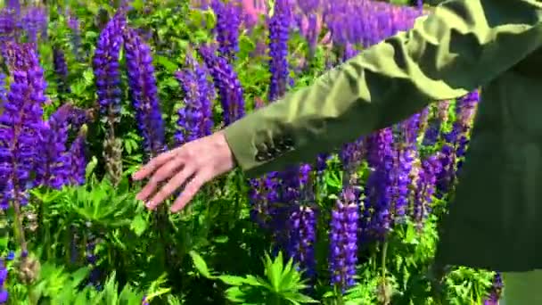 Рука високого красивого чоловіка, який торкається квітів люпину на полі люпину — стокове відео