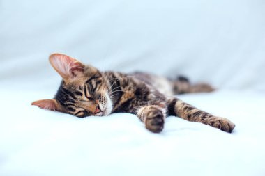 Beyaz arka planda yatan küçük kömür bükücü kedicik. Boşluğu kopyala.