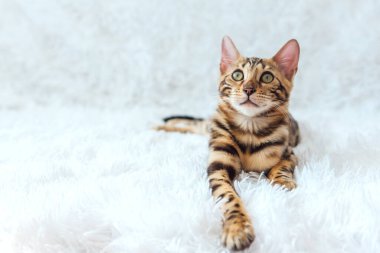 Beyaz arka planda yatan genç, şirin Bengal kedisi. Boşluğu kopyala.