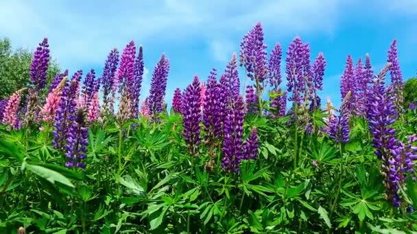 Un campo de flores Lupine - Lupinus polyphyllus - jardín o planta forrajera — Vídeos de Stock