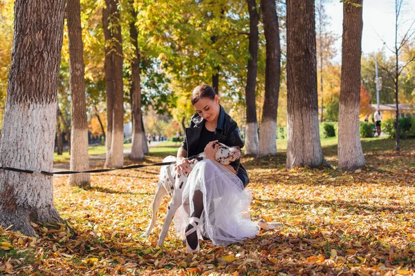 Ballerina with Dalmatian dog in the golden autumn park. Woman ballerina in a white ballet skirt and black leather jacket and in pointe shoes in autumn park hugging her spotty dalmatian dog.