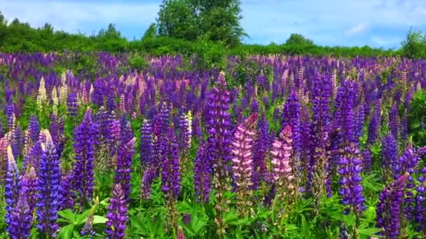 A field of blooming Lupine flowers - Lupinus polyphyllus - garden or fodder plant — Stock Video
