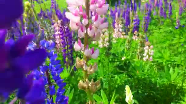 Moving through lupines. A field of blooming Lupine flowers - Lupinus polyphyllus - garden or fodder plant — Stock Video