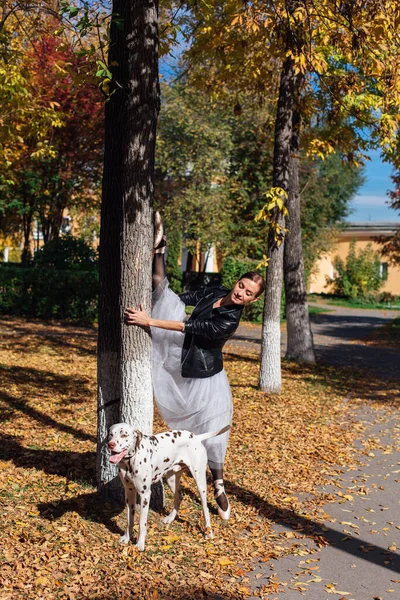 Ballerina with Dalmatian dog in the golden autumn park. Woman ballerina in a white ballet skirt and black leather jacket doing splits in pointe shoes in autumn park with her spotty dalmatian dog.