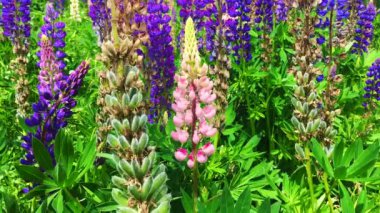 Çiçek açan Lupinus polifillus tarlası. Bahçe ya da bitki yemi.