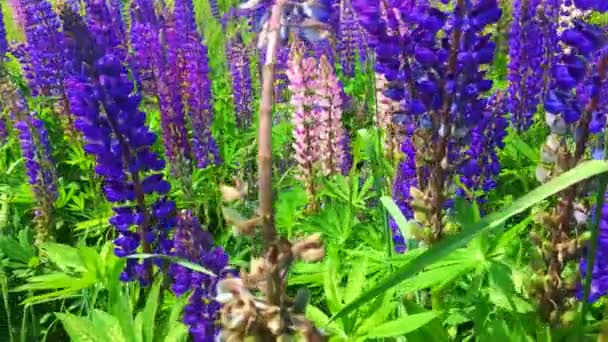 Moviéndose a través de altramuces. Un campo de flores Lupine - Lupinus polyphyllus - jardín o planta forrajera — Vídeos de Stock