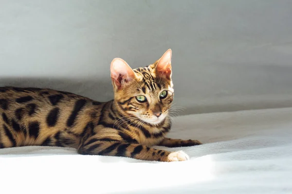 Bengalisk Katt Som Ligger Vit Bakgrund Kopiera Utrymme — Stockfoto