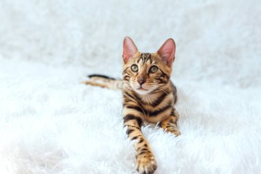 Beyaz arka planda yatan genç, şirin Bengal kedisi. Boşluğu kopyala.