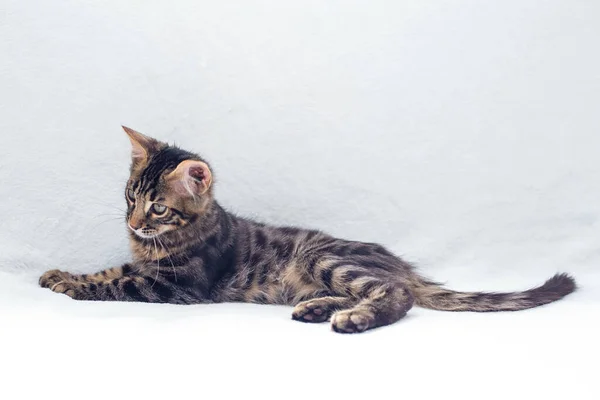 Liten Träkol Bengal Kitty Ligger Den Vita Bakgrunden Kopiera Utrymme — Stockfoto