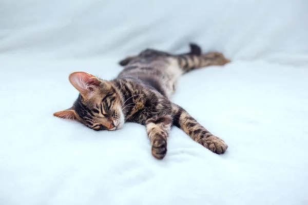 Pouco Carvão Bengala Gatinho Deitado Fundo Branco Espaço Cópia — Fotografia de Stock