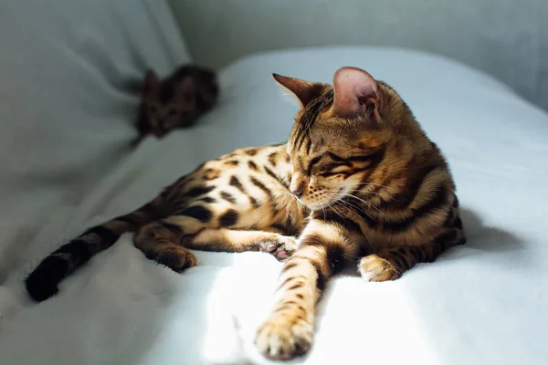 Bengalisk Katt Som Ligger Vit Bakgrund Kopiera Utrymme — Stockfoto
