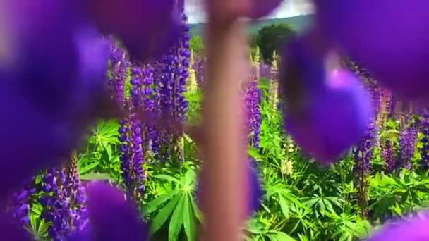 Moviéndose a través de altramuces. Un campo de flores Lupine - Lupinus polyphyllus - jardín o planta forrajera — Vídeos de Stock