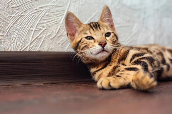 Gatinho Bengala Curioso Bonito Deitado Chão Casa — Fotografia de Stock