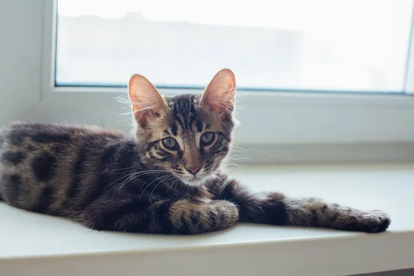 窓の上に置かれたかわいい炭の優しい子猫猫とリラックス — ストック写真