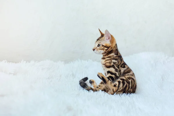 Бенгальская Кошка Лежит Белом Фоне Копирование Пространства — стоковое фото