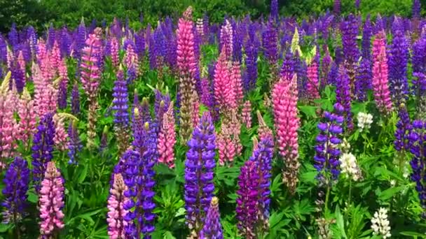 Pole kwitnących kwiatów łubinu - Lupinus polyphyllus - ogród lub pasza — Wideo stockowe