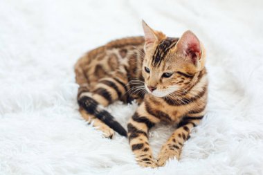 Bengal kedisi beyaz arka planda yatıyor. Boşluğu kopyala.