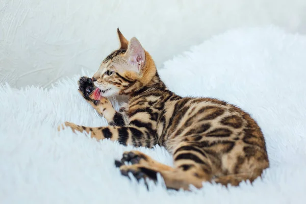 Bengalische Katze Auf Weißem Hintergrund Kopierraum — Stockfoto