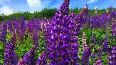 Lupineler arasında gidip geliyorum. Çiçek açan Lupinus polifillus tarlası. Bahçe ya da bitki yemi.